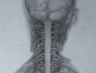 解剖図/anatomical drawings